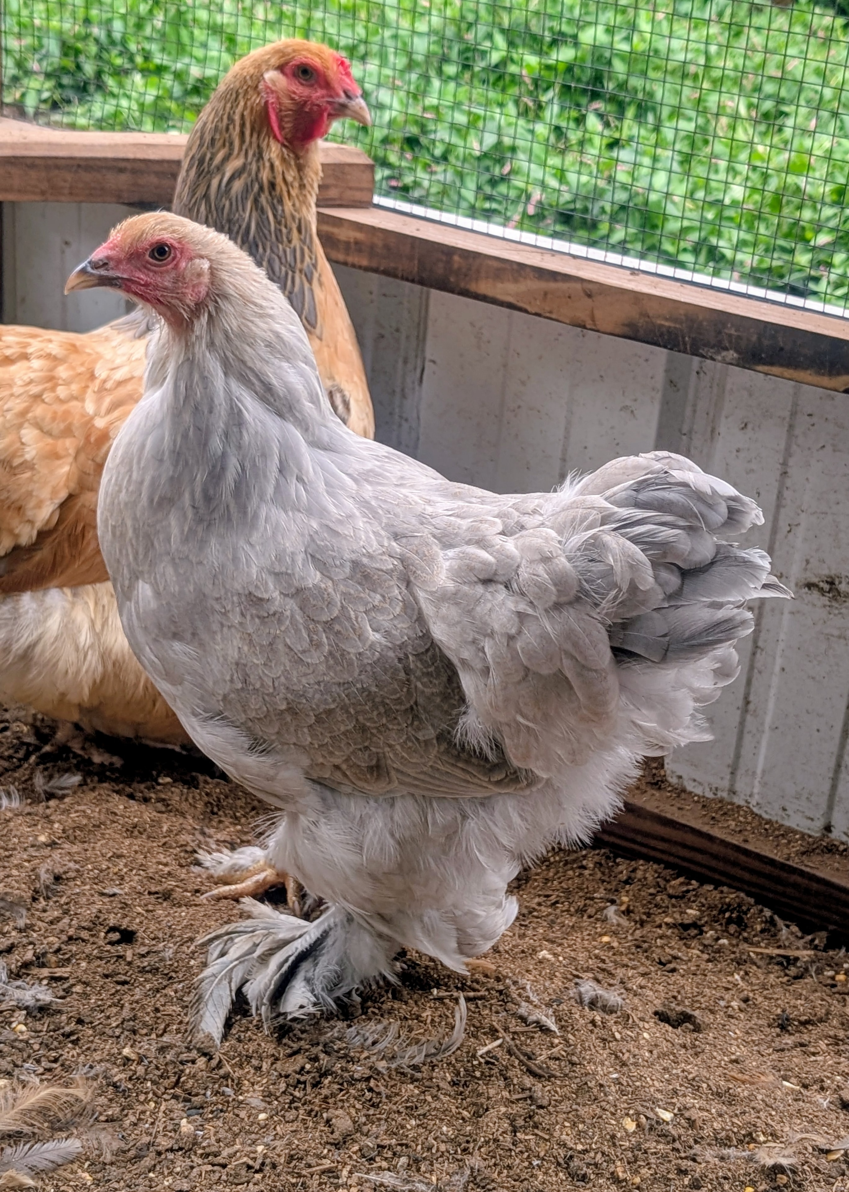 Breeding flock at Whispering Willows Farm
