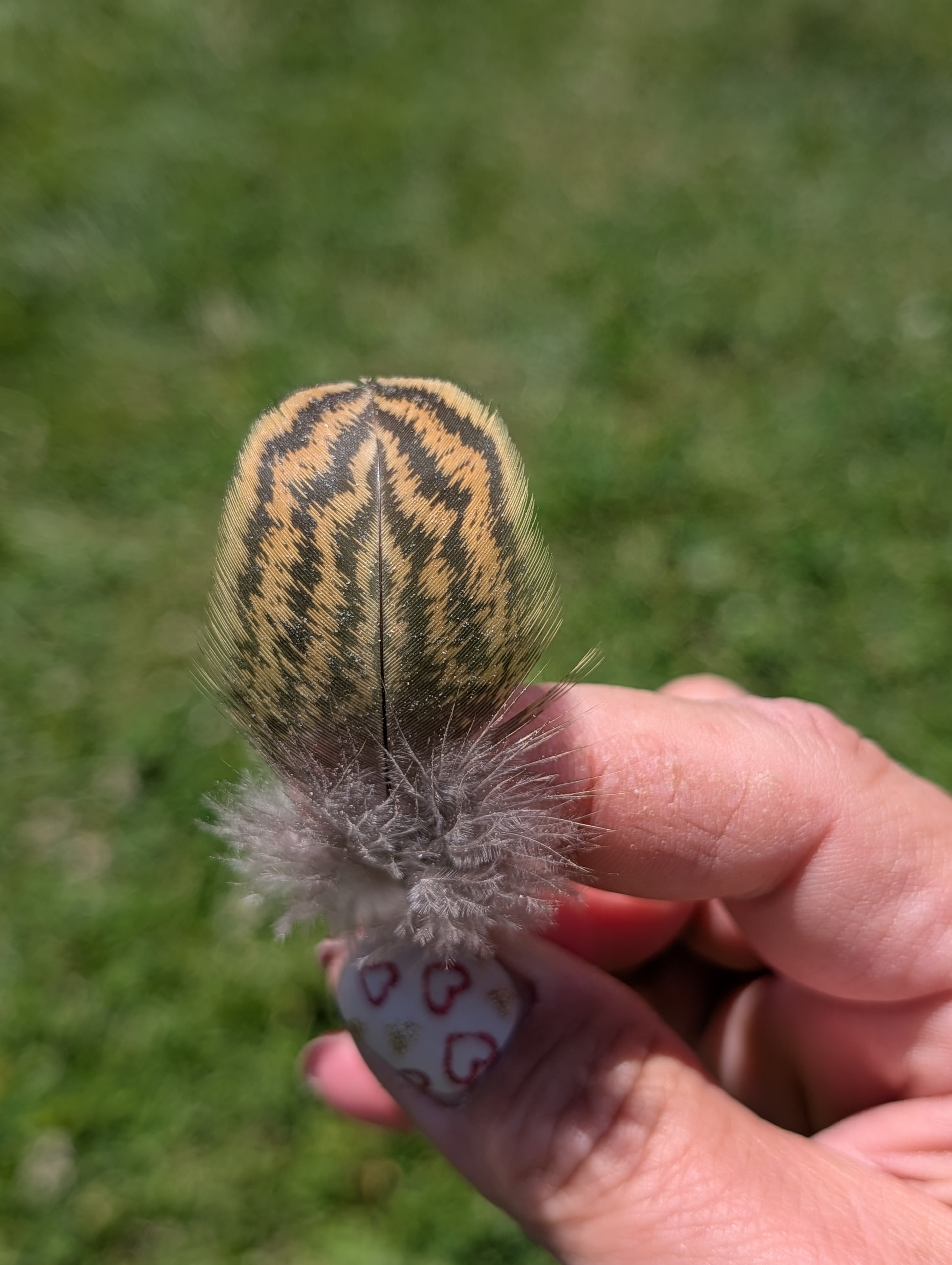 Brahma feather detail