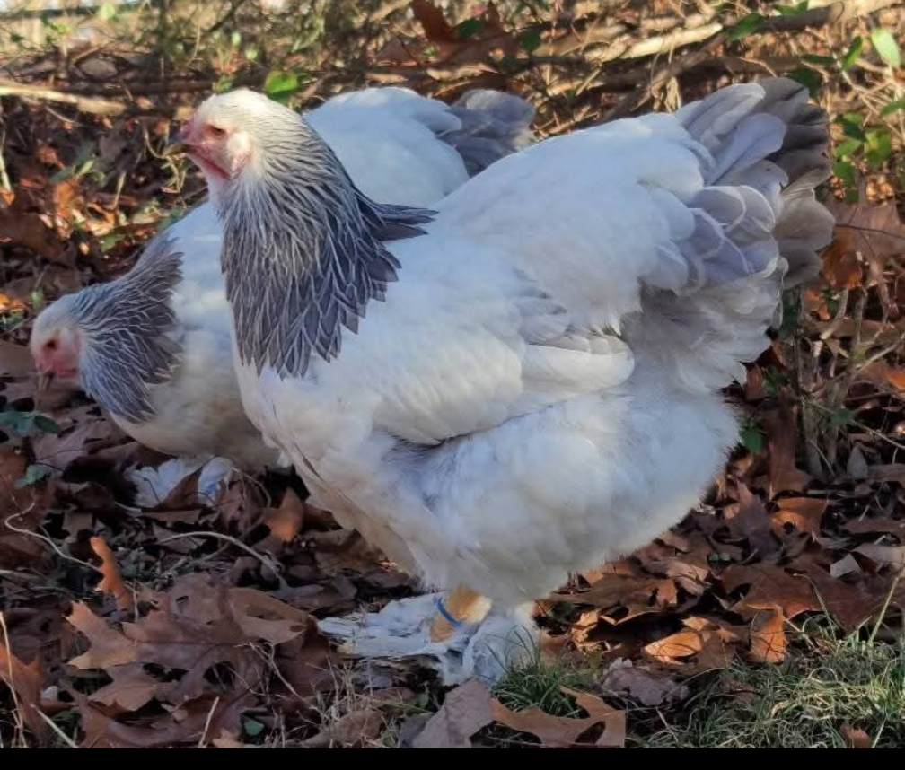 Blue Light Brahma