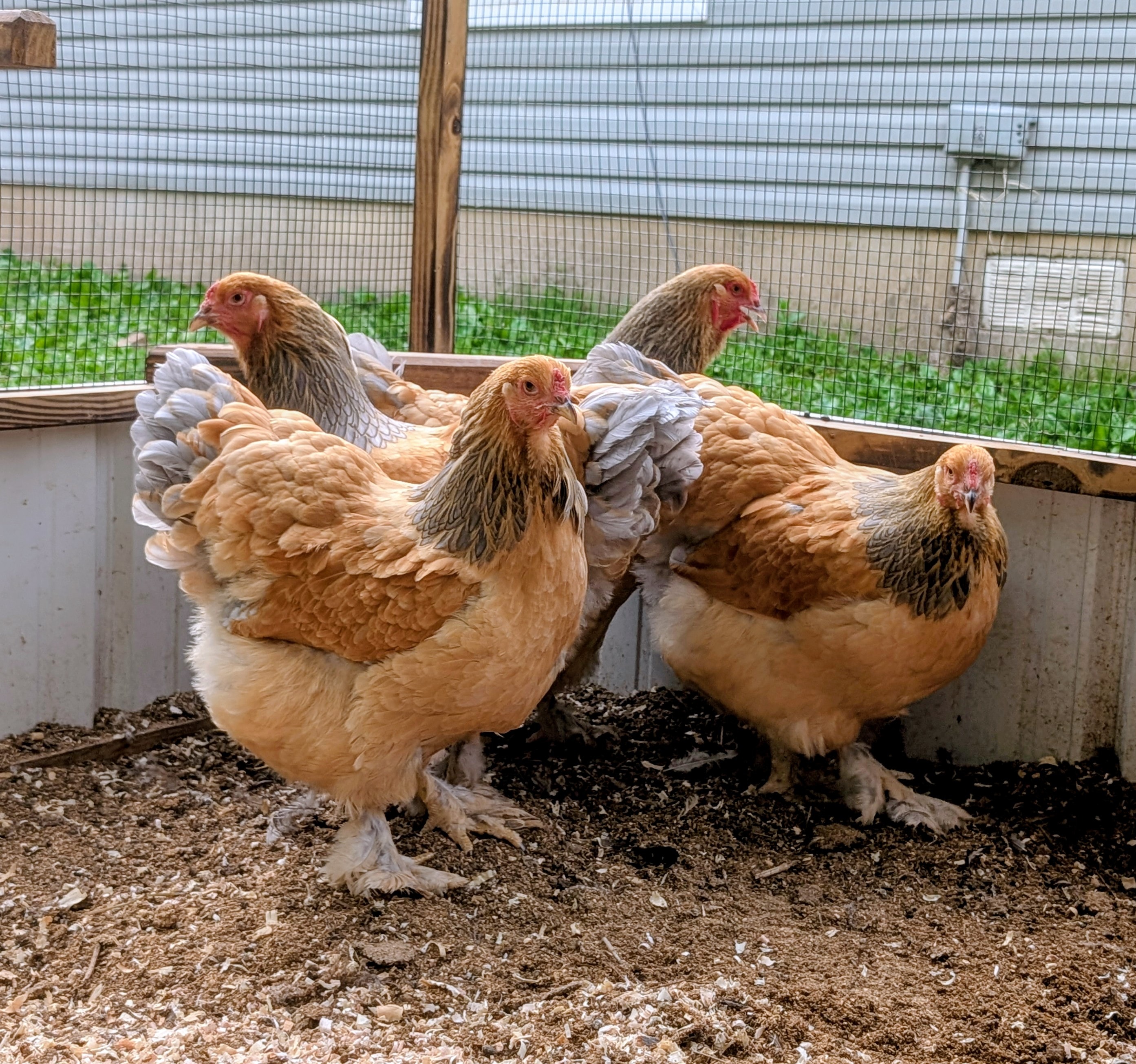 Blue Buff Brahma
