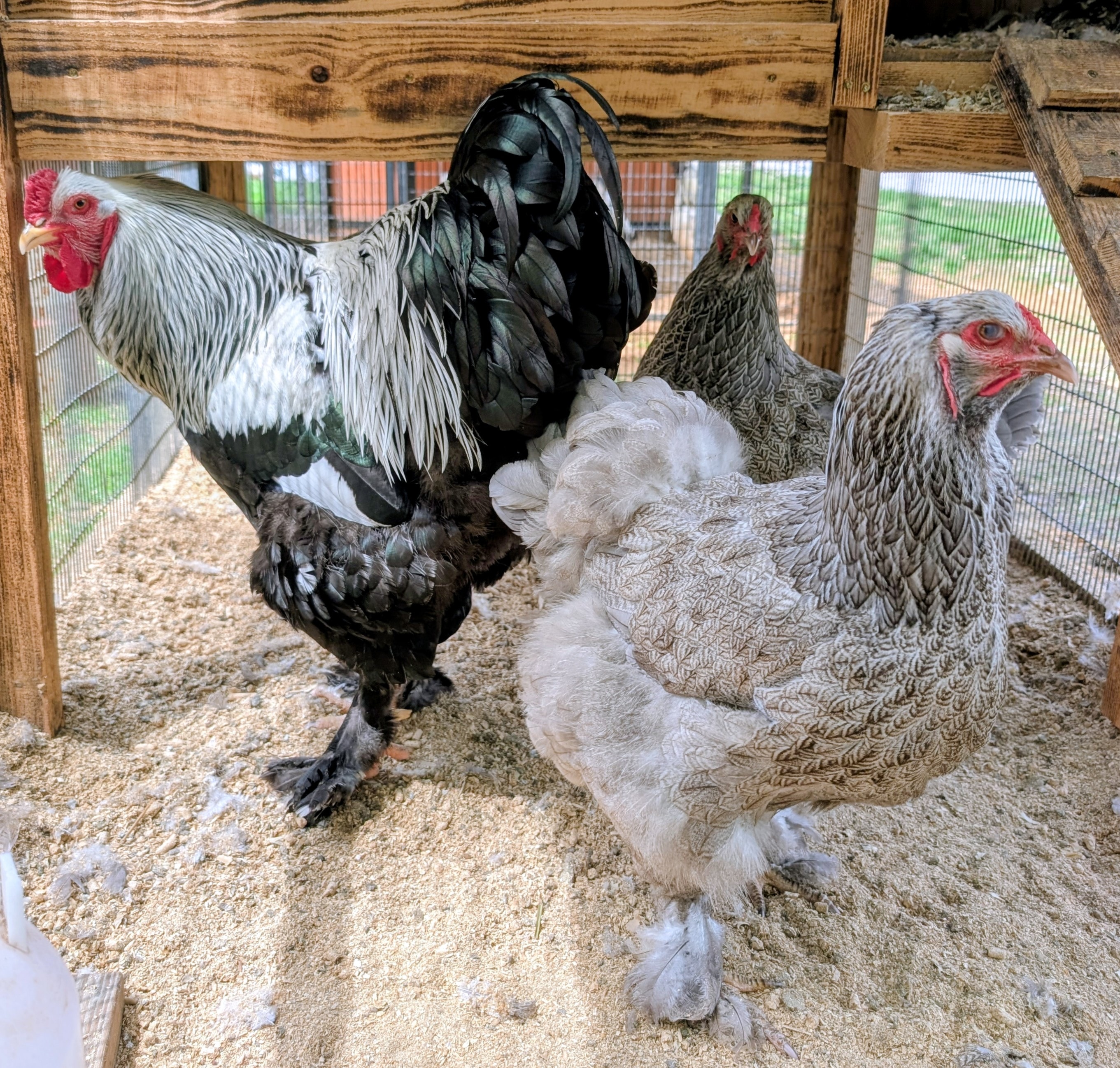 Dark Brahma