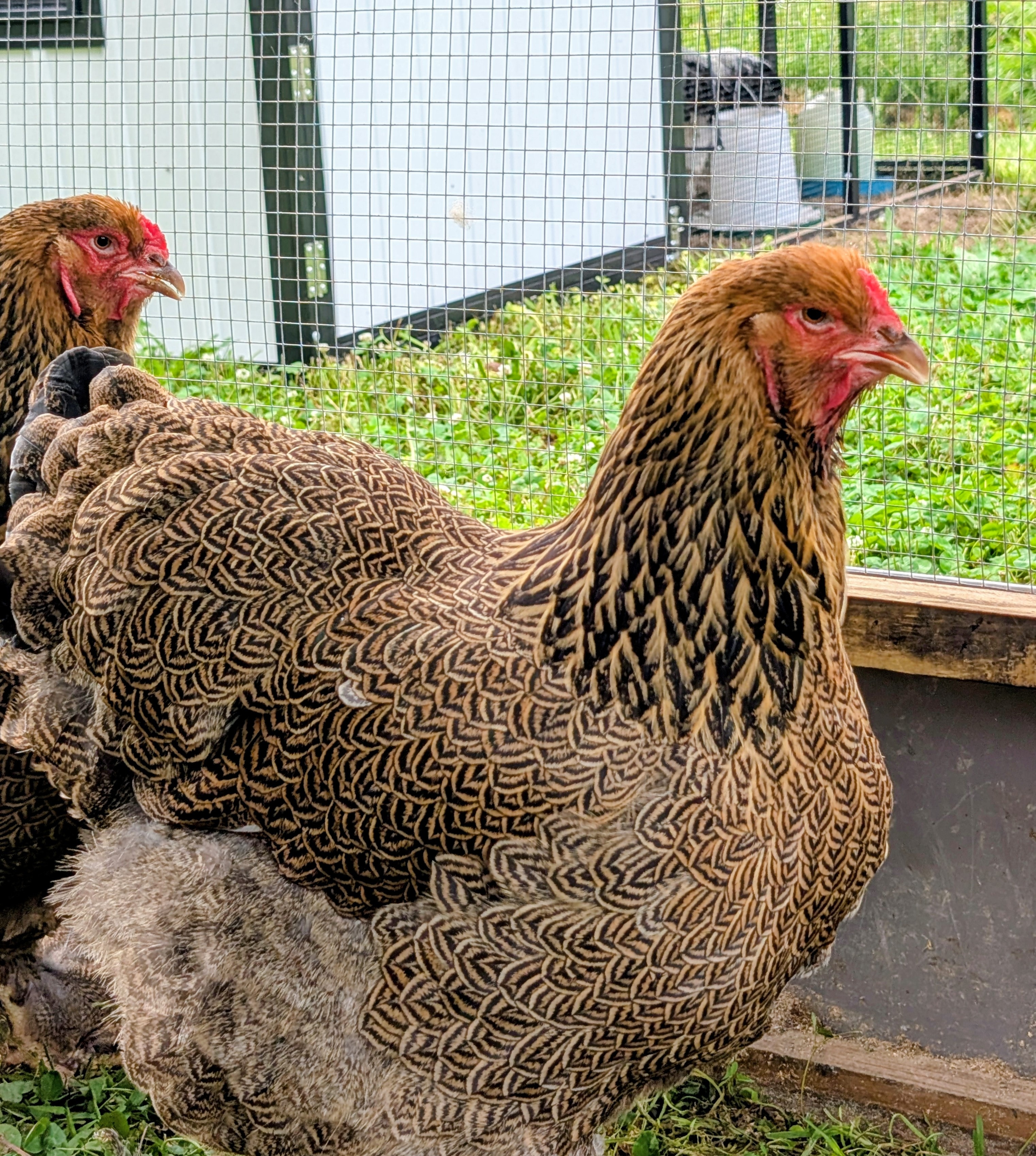 Gold Brahma