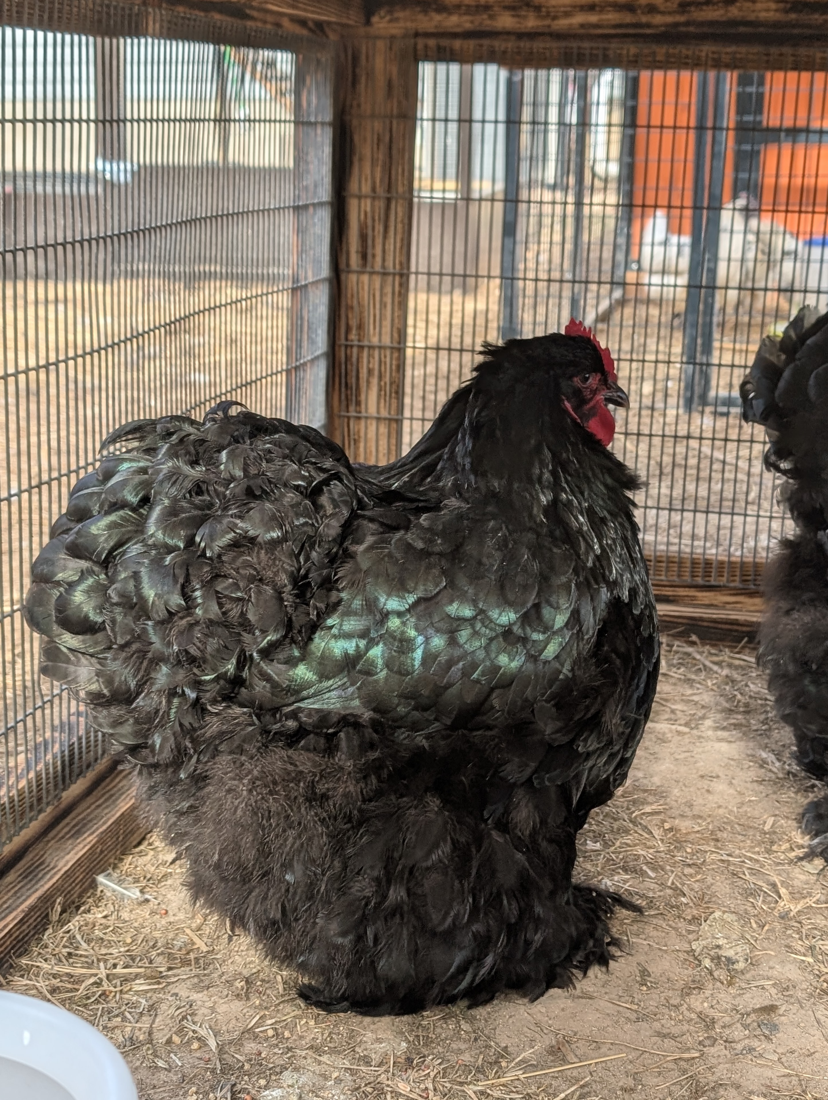 Black Cochin at Whispering Willows Farm