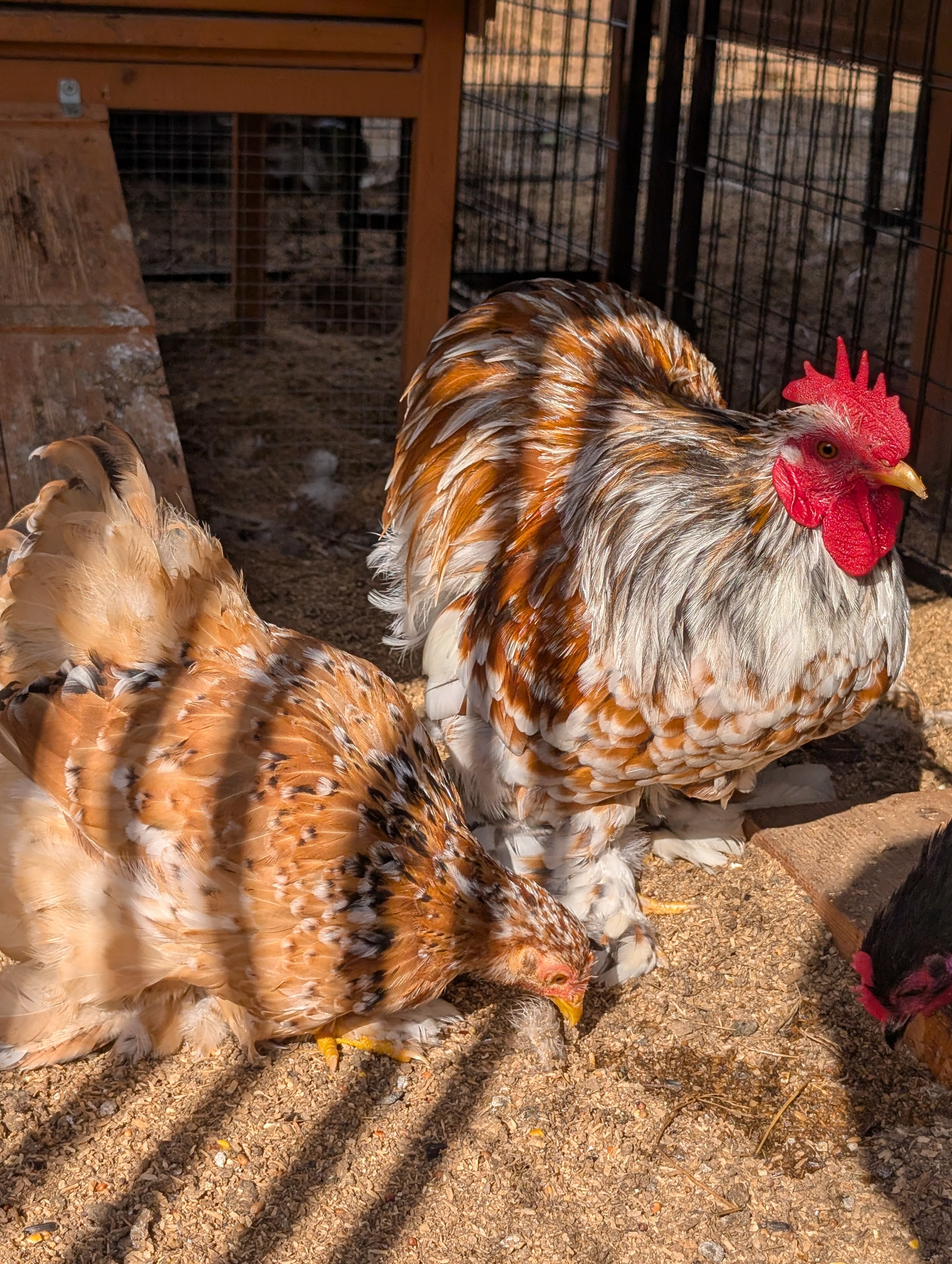 Bantam Calico Cochin