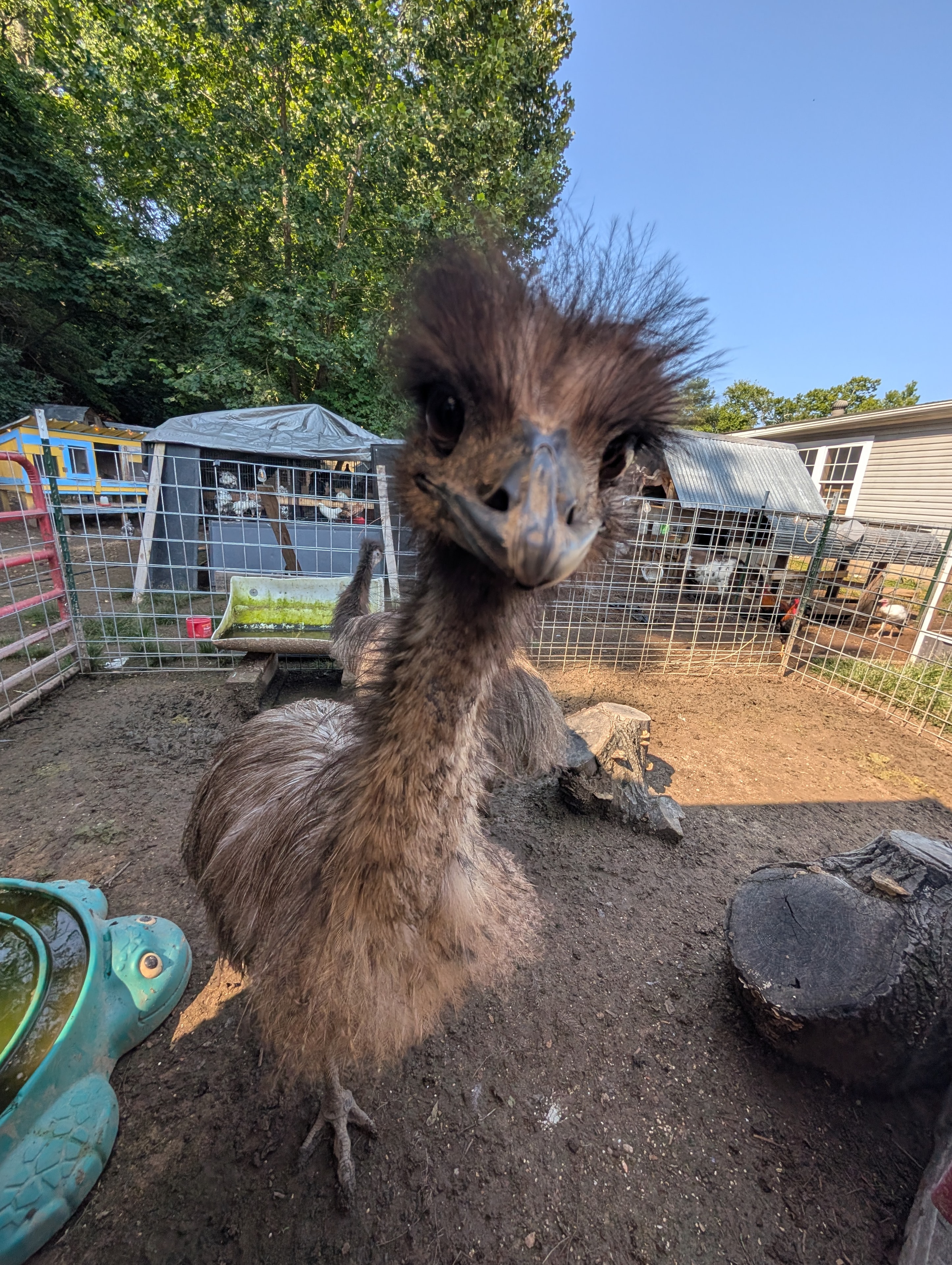 Dino the emu at Whispering Willows Farm