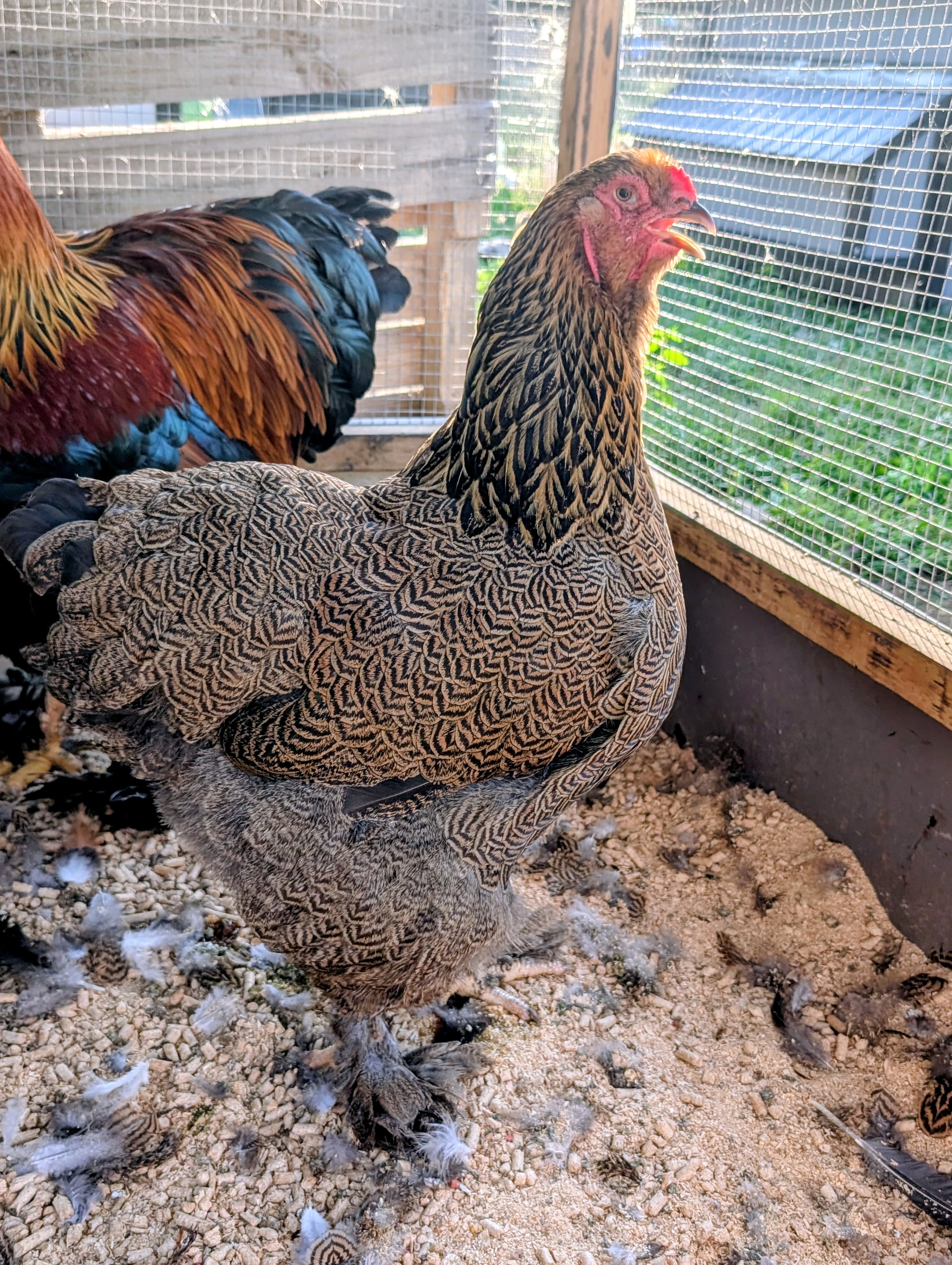 Large Fowl Brahmas