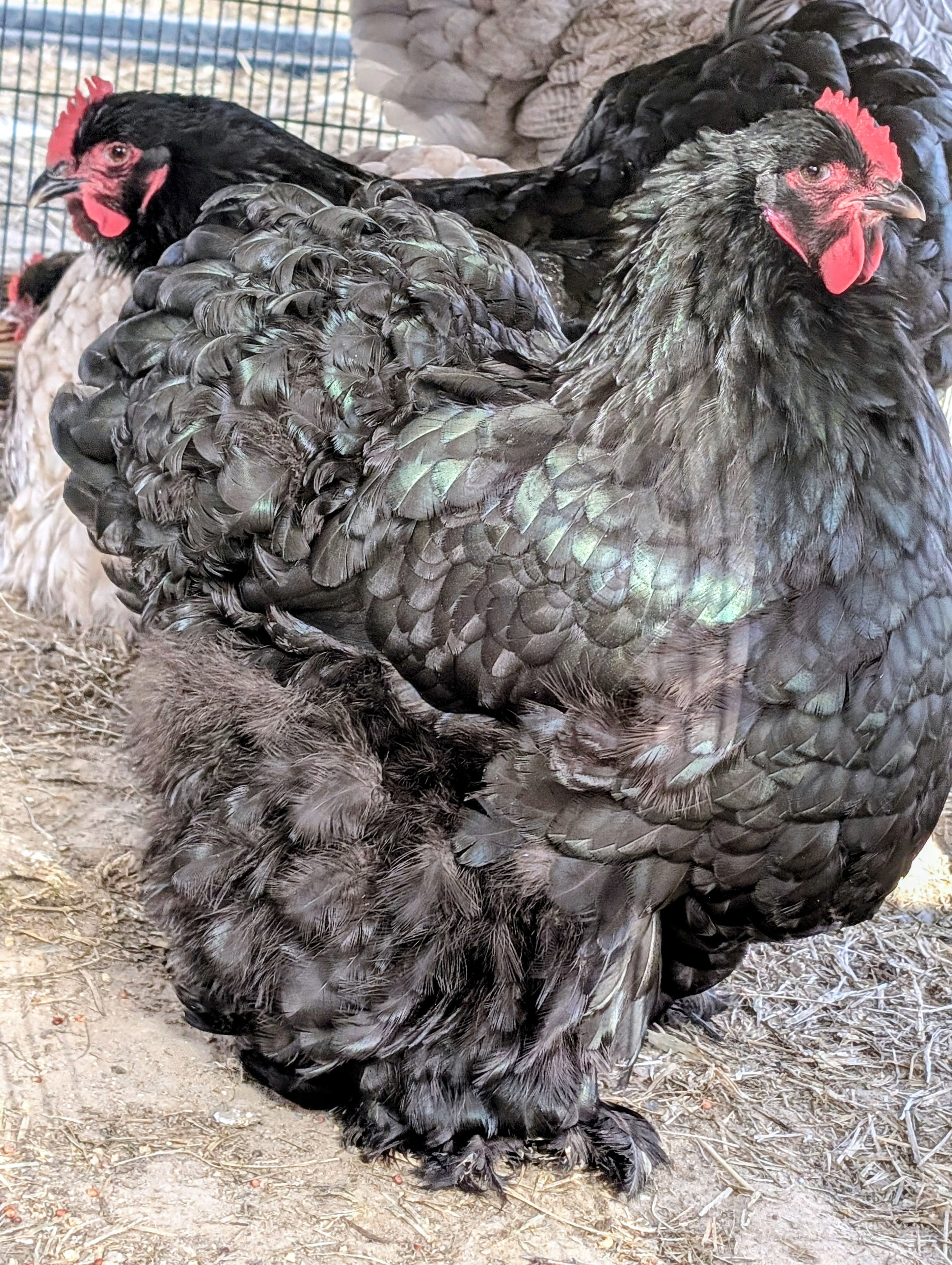 Large Fowl Cochins