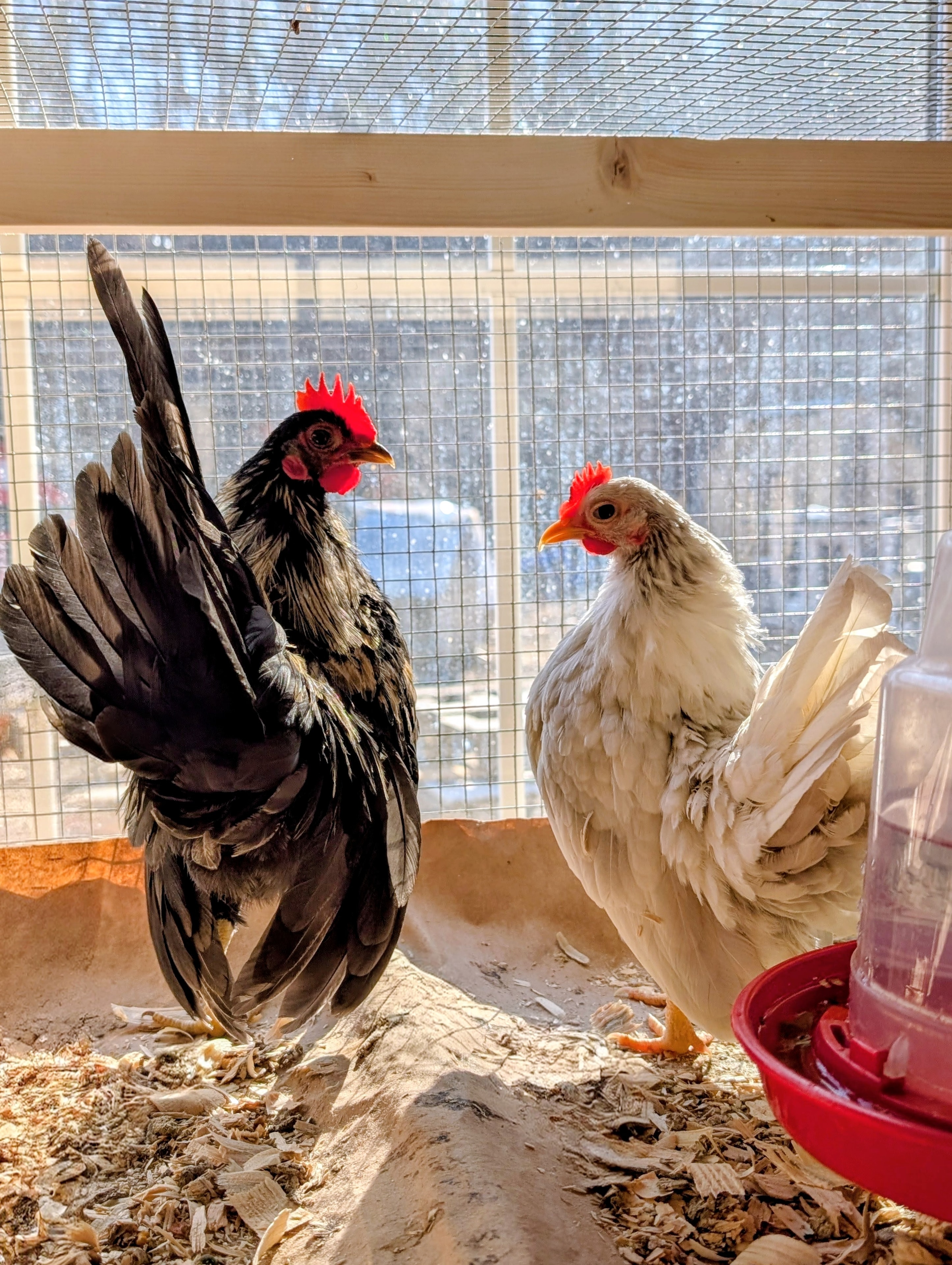 Angelica and Jack Sparrow, a Serama pair at Whispering Willows Farm
