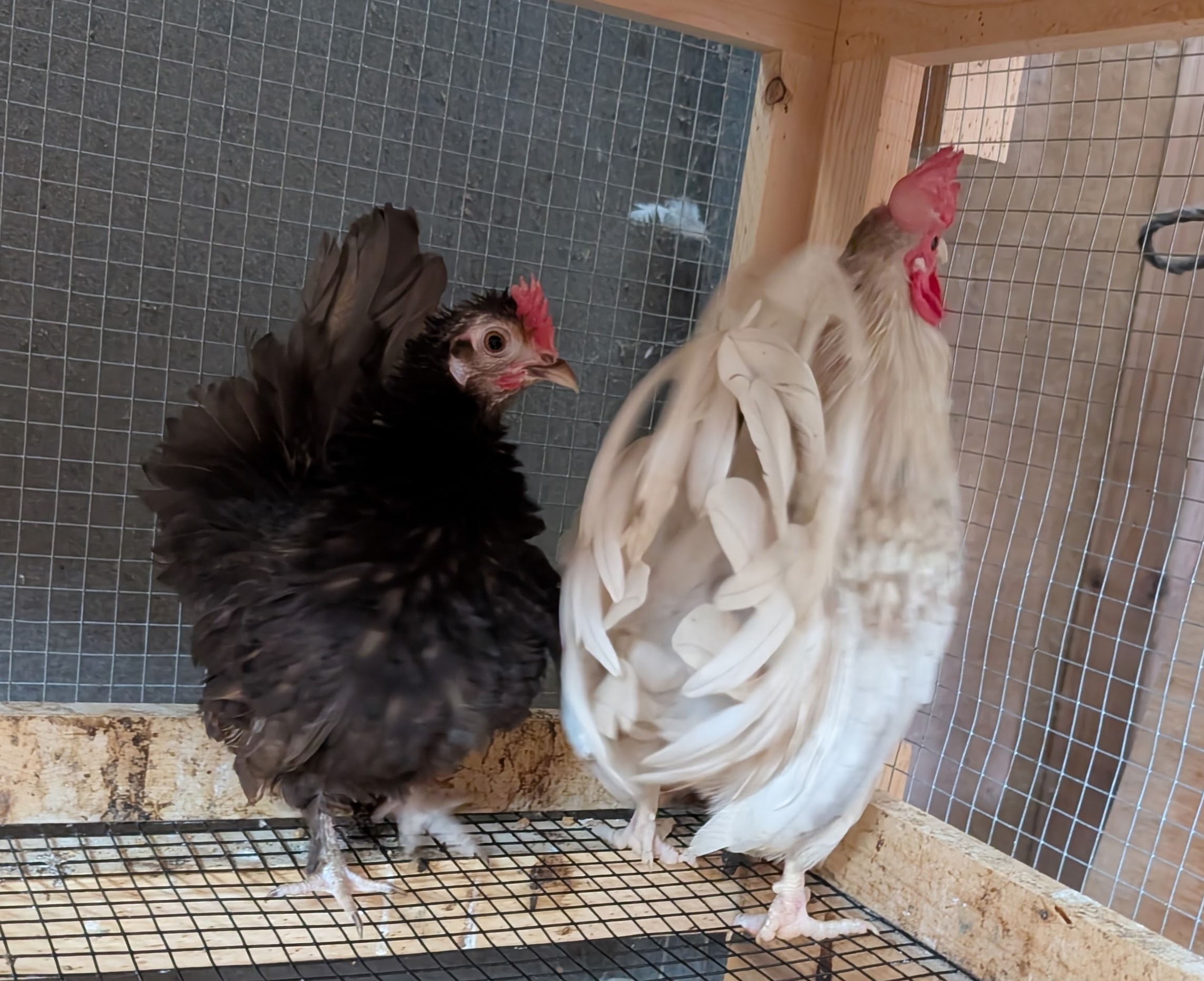 Tawney and Delano, a Serama breeding pair at Whispering Willows Farm