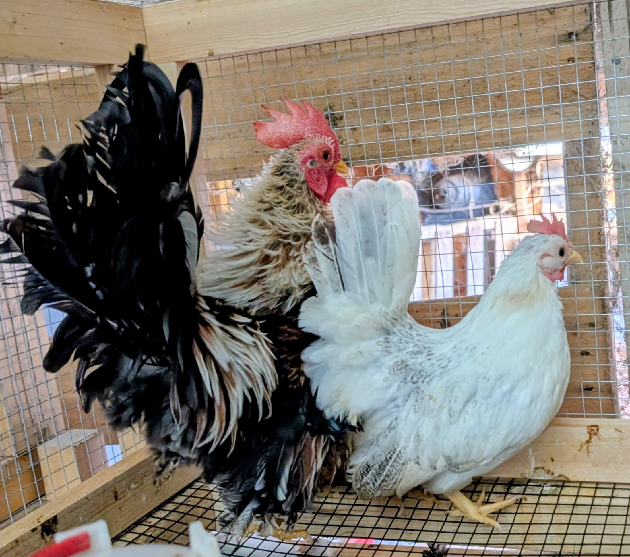 Kieran and Millicent, a Serama breeding pair at Whispering Willows Farm