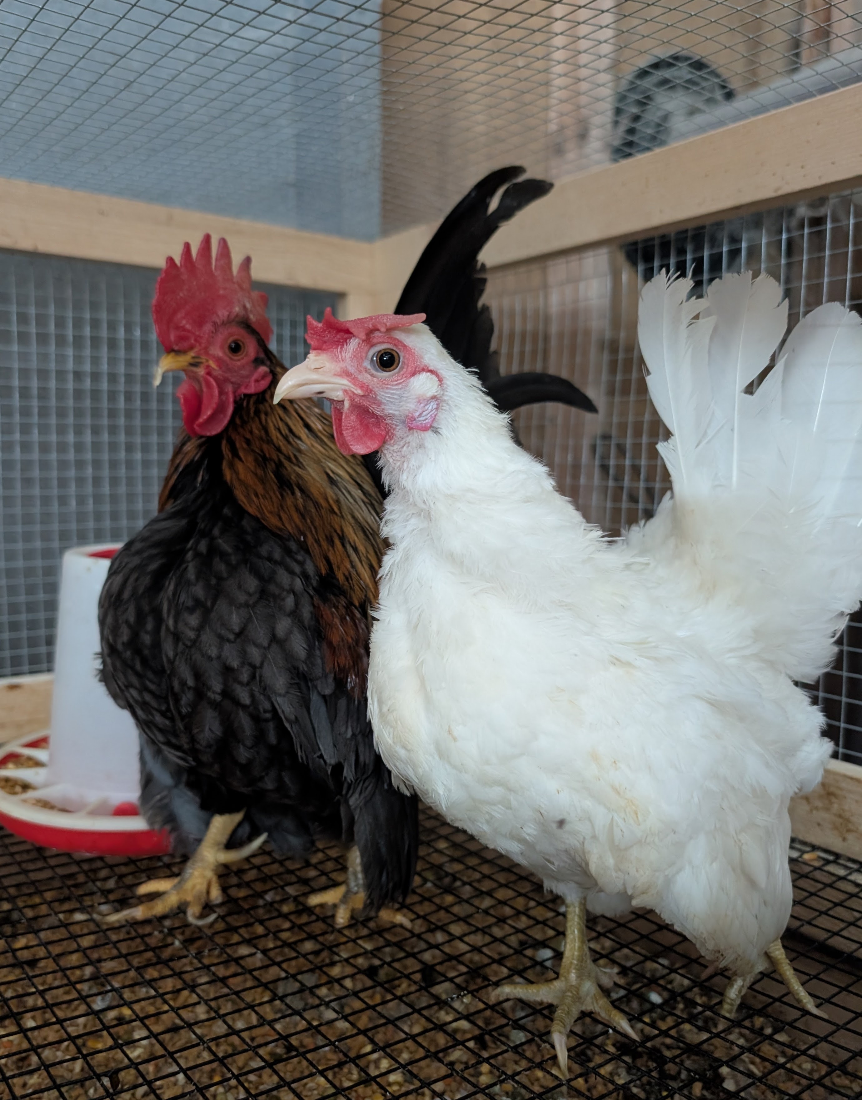 Poppy and Castille, a black-and-white Serama pair at Whispering Willows Farm