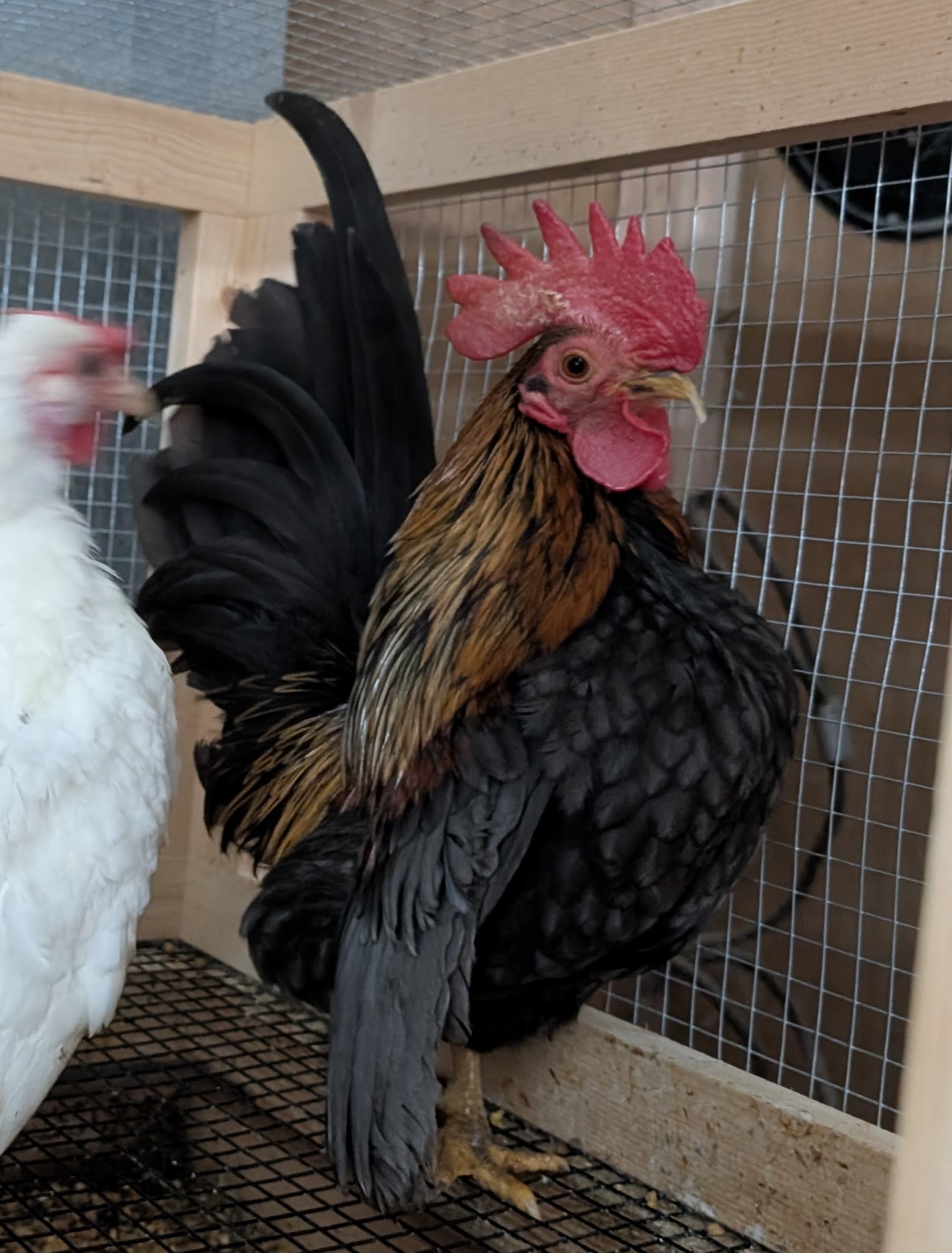 Poppy and Castille, a Serama pair at Whispering Willows Farm