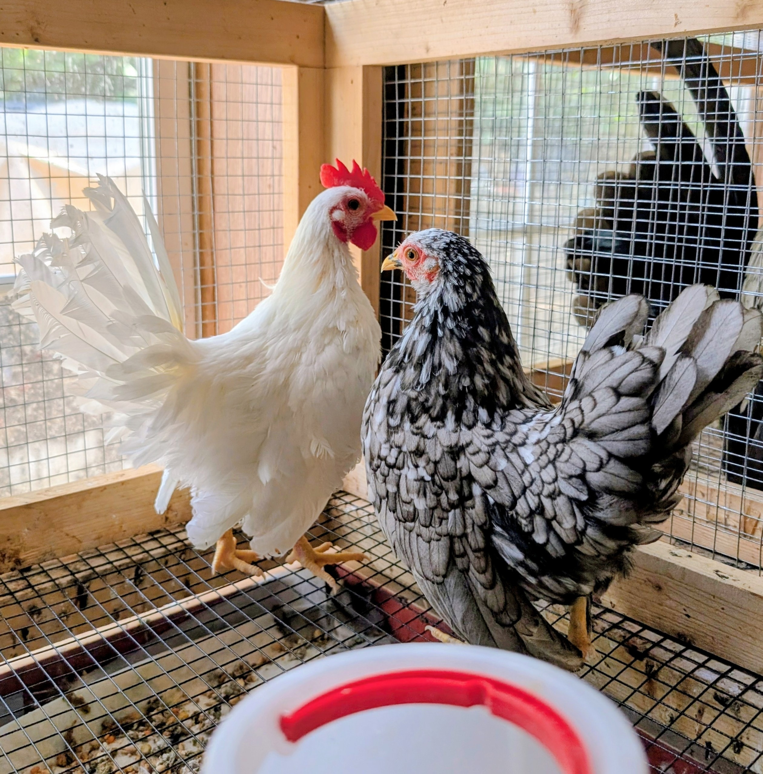 Nesta and Cassian, a Serama pair at Whispering Willows Farm