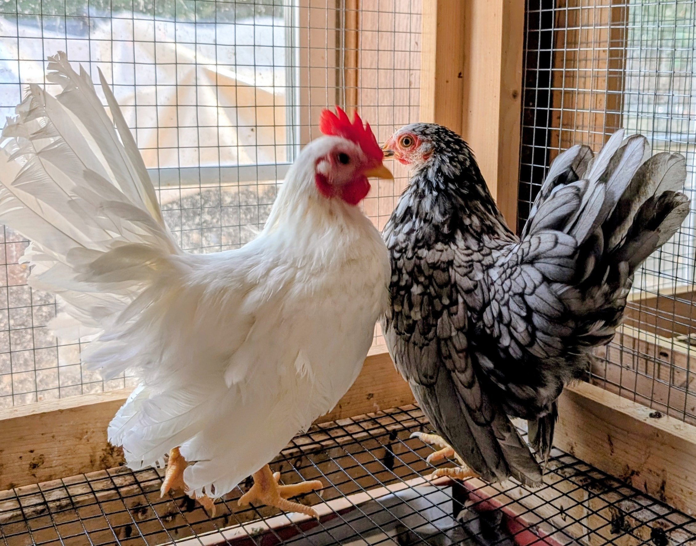 Nesta and Cassian, a Serama pair at Whispering Willows Farm