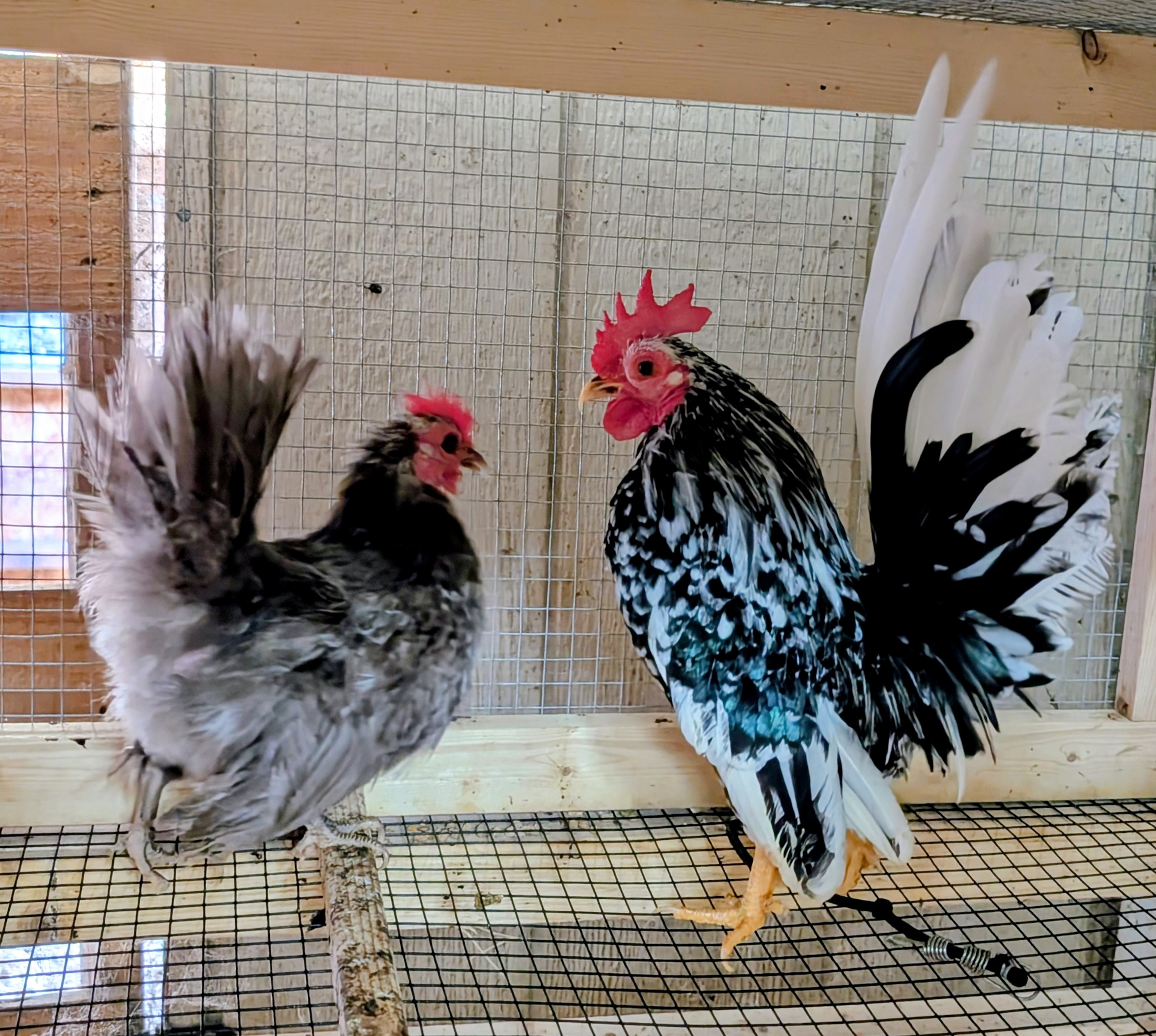 Freya and Hannibal, a Serama breeding pair at Whispering Willows Farm