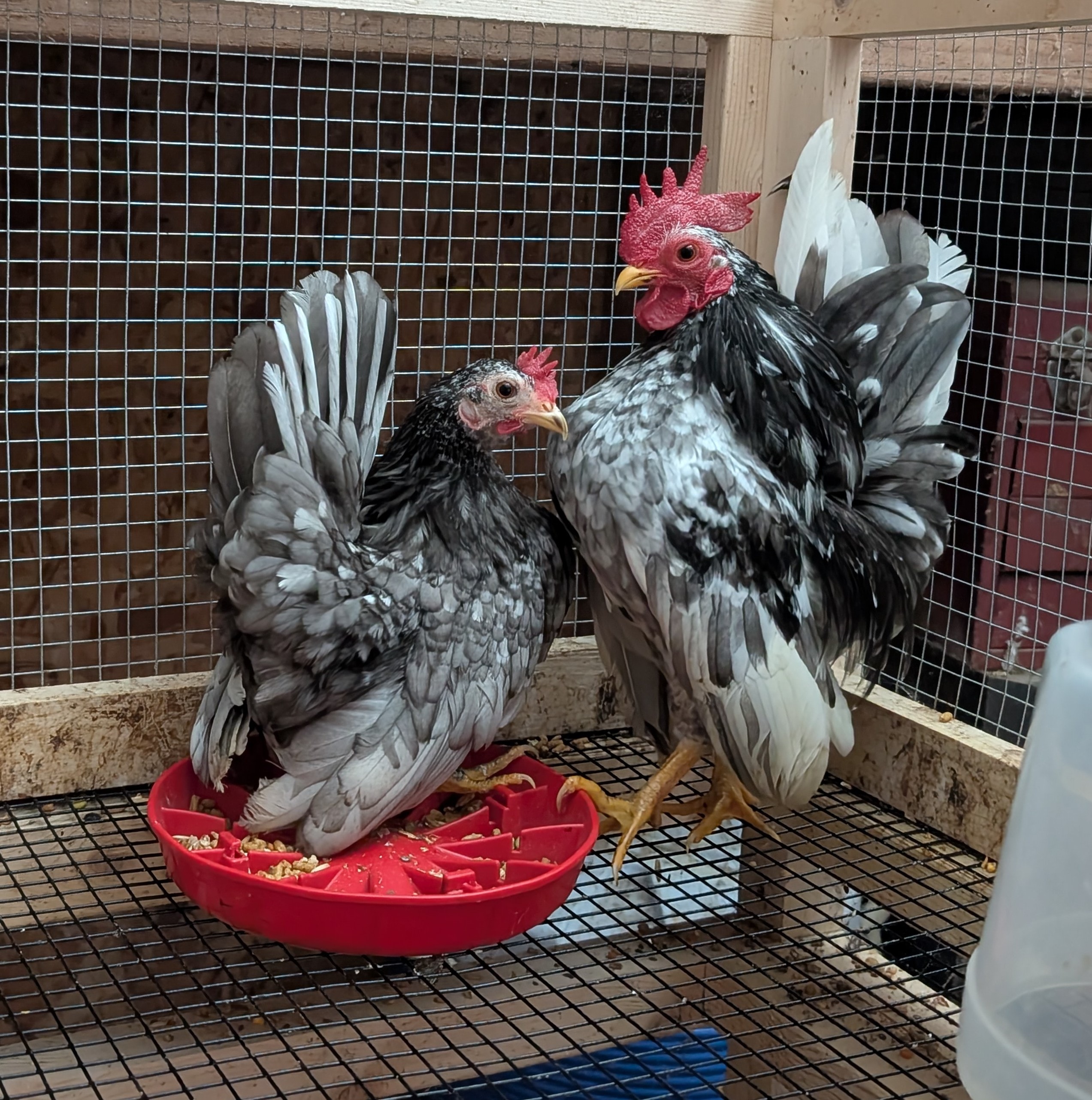 Athena and Ares, a Serama breeding pair at Whispering Willows Farm