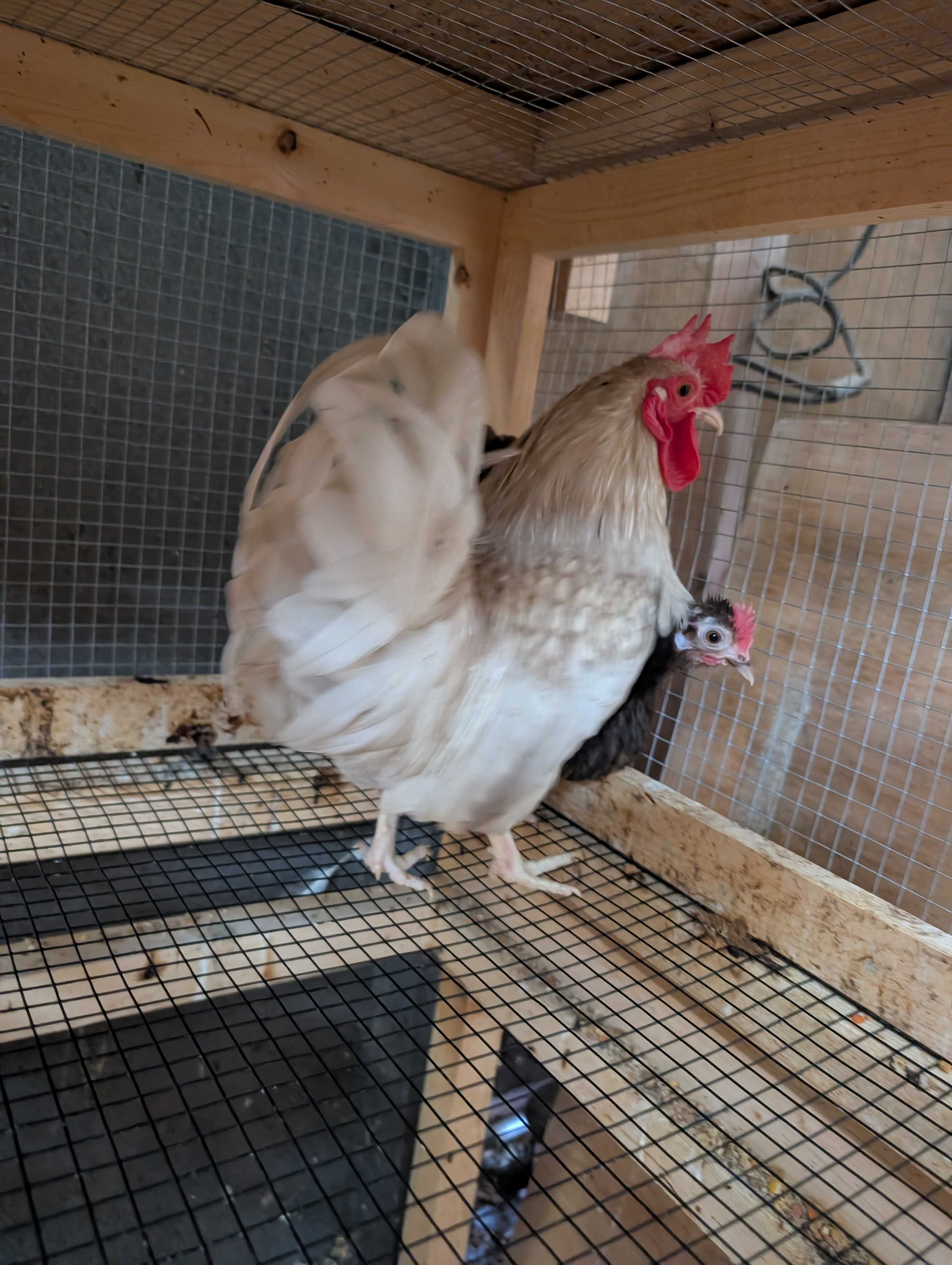 Tawney and Delano, a Serama breeding pair at Whispering Willows Farm