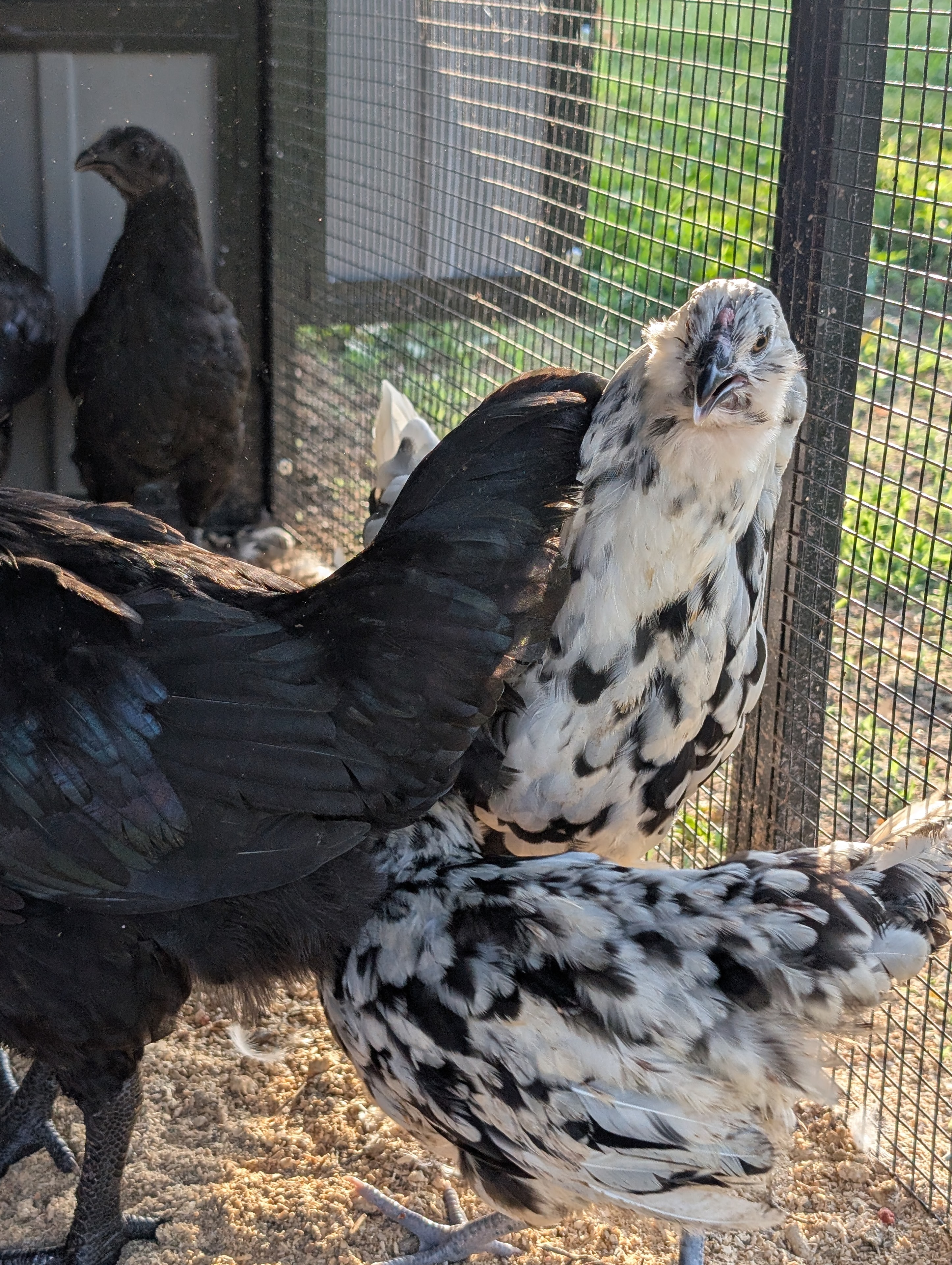 Ayam Cemani × Ermine Ameraucana cross — pale speckled pullet with dark Cemani face