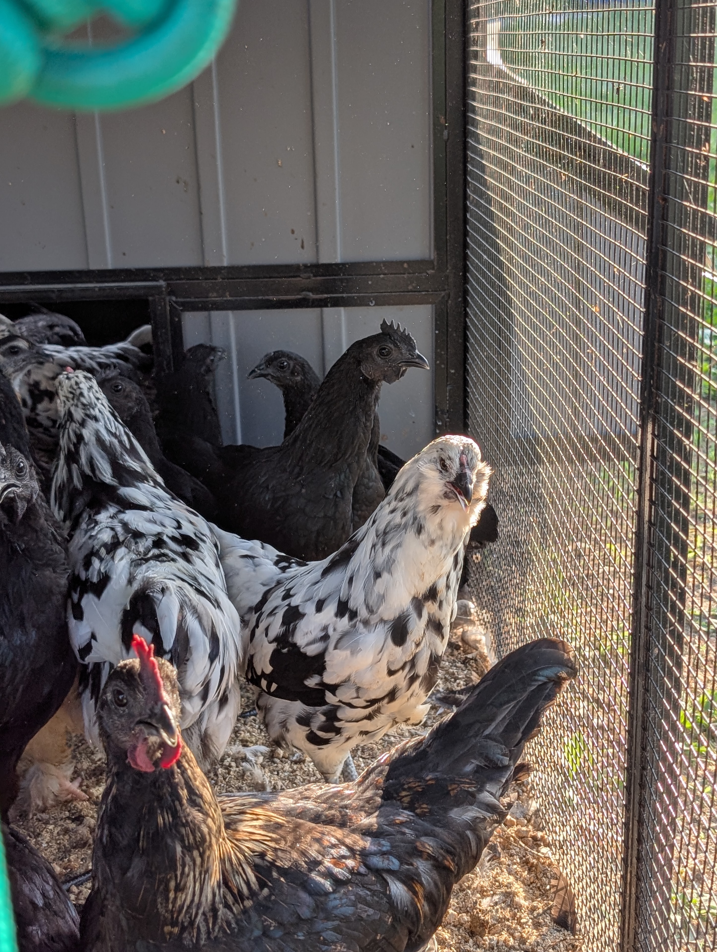 Ayam Cemani × Ermine Ameraucana cross — cream and black speckled bird with slate legs