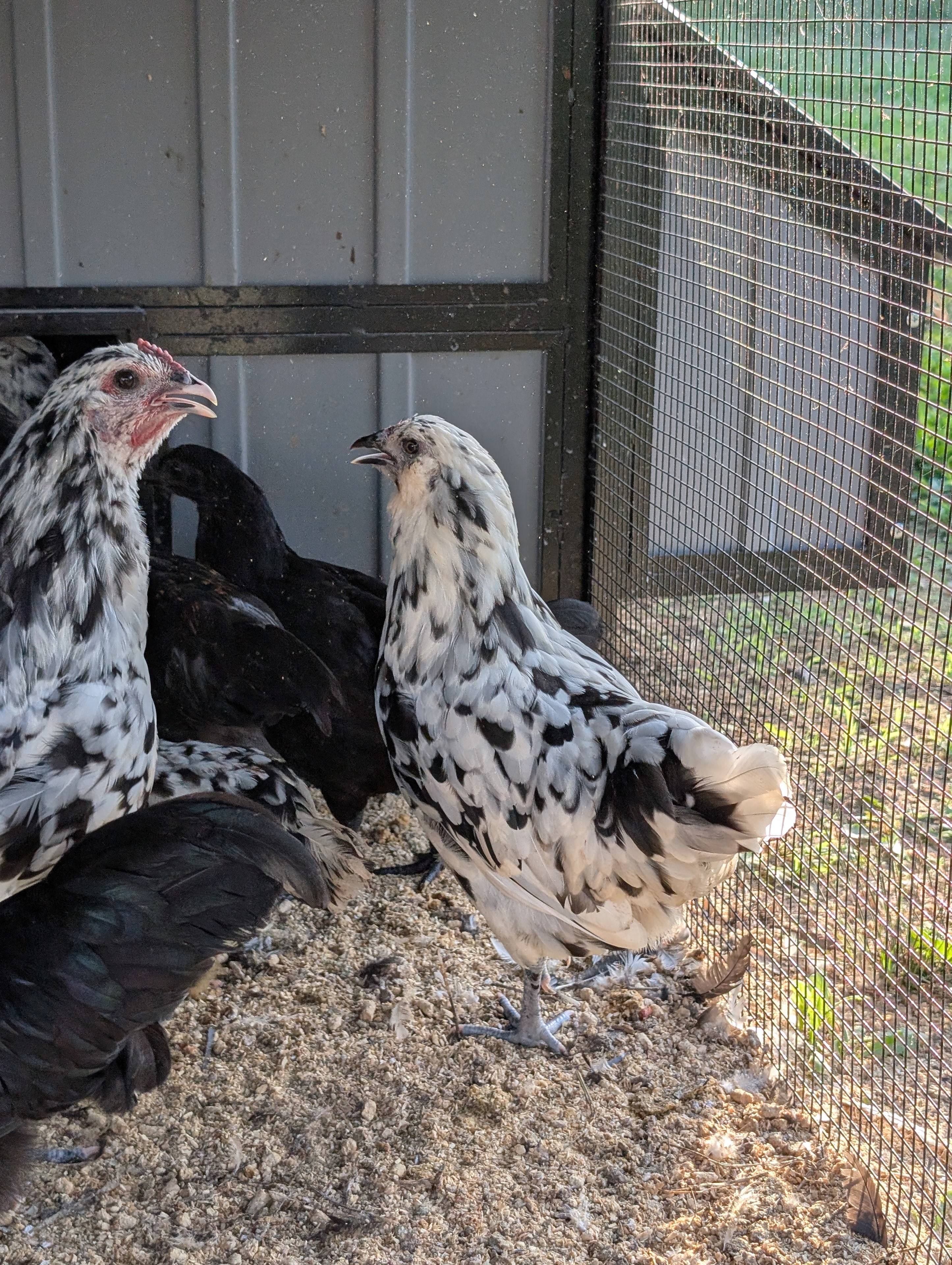 Ayam Cemani × Ermine Ameraucana cross — two speckled black and white pullets in the coop