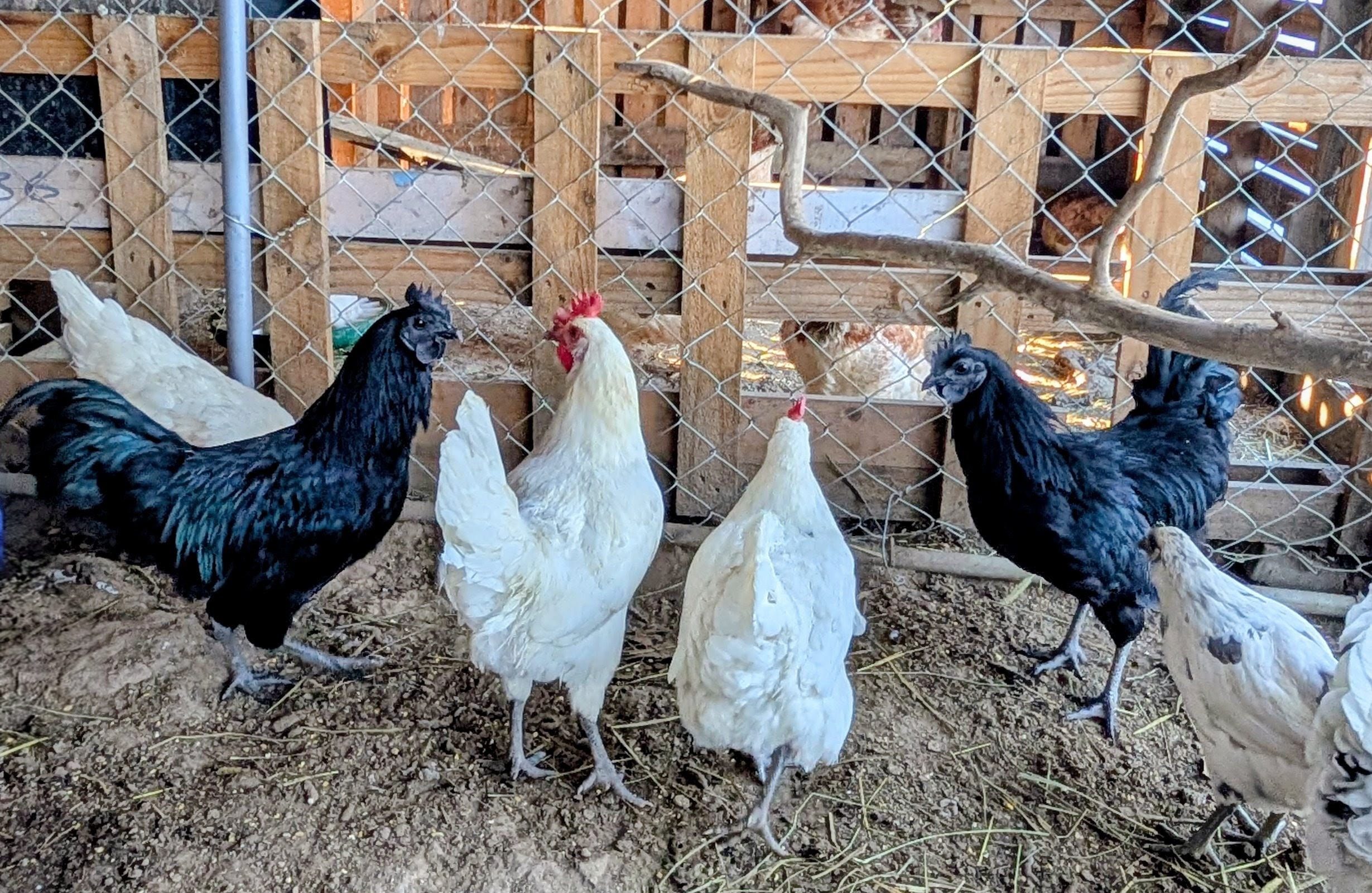 Ayam Cemani — the rarest all-black chicken