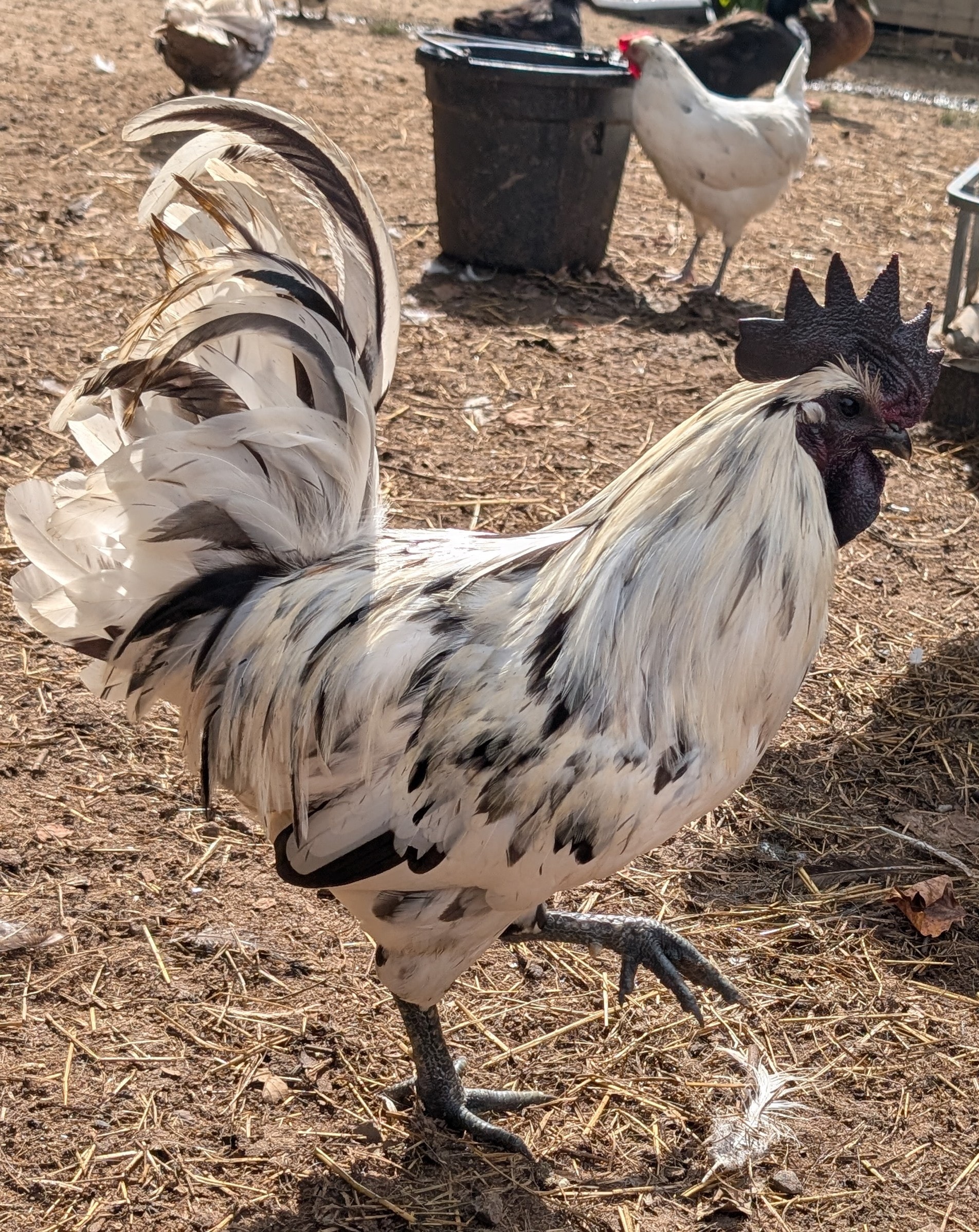 Zombie Project cross — speckled black and white rooster