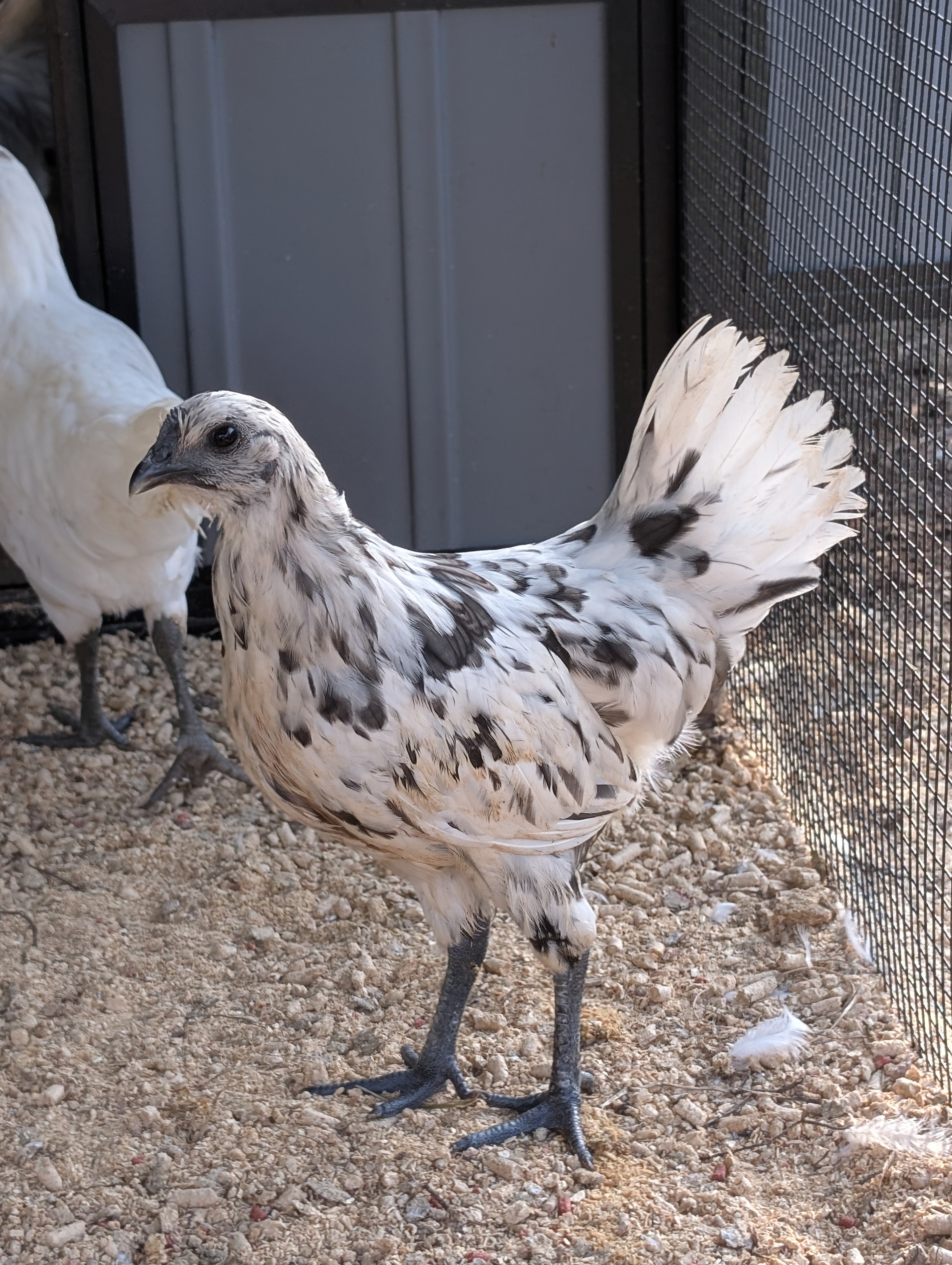 Ayam Cemani rooster — all-black plumage, skin, and comb