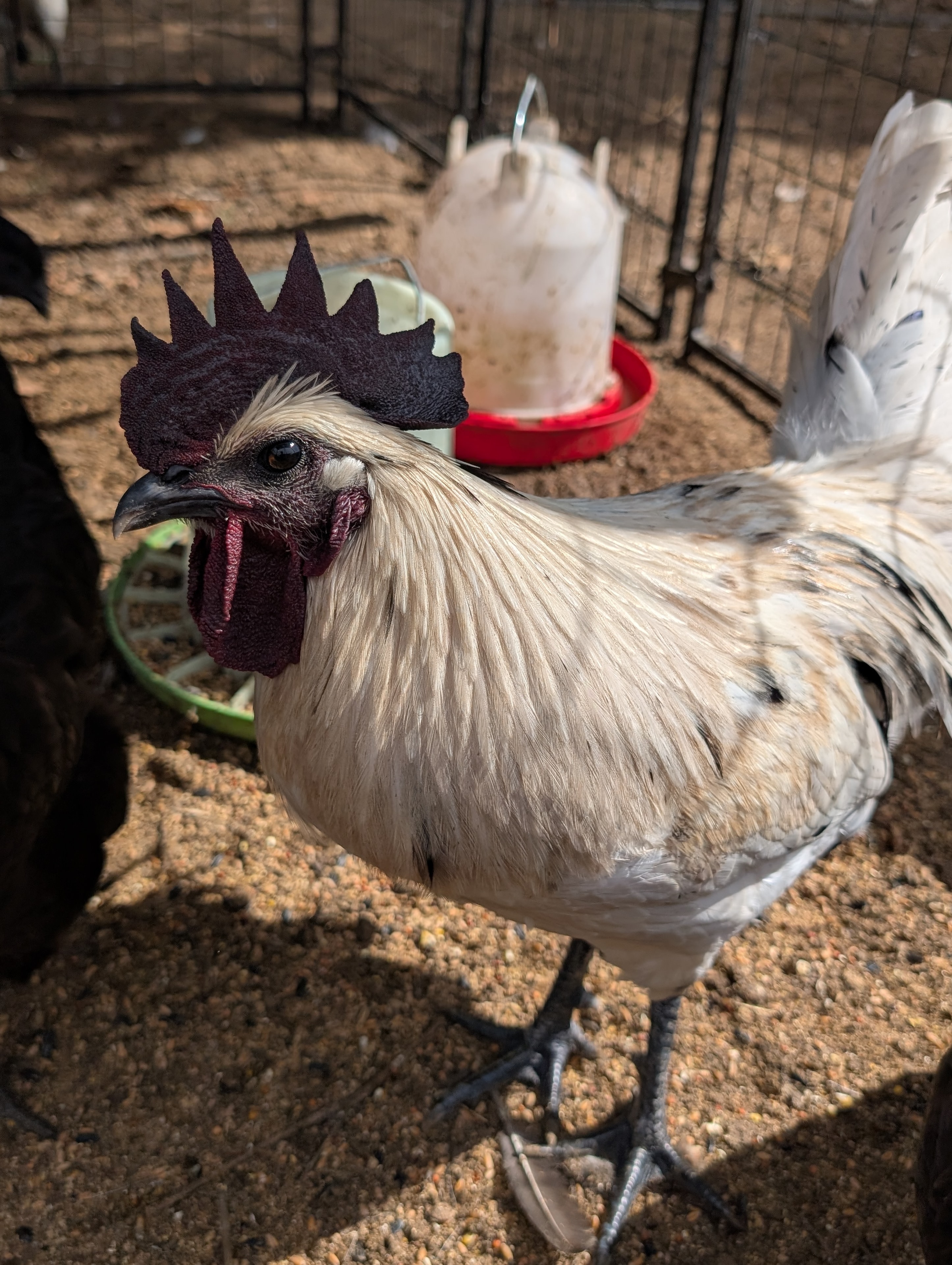 Ayam Cemani × American Bresse cross — speckled black and white young birds in coop