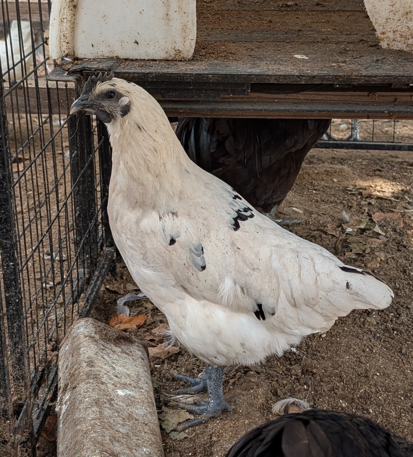 Ayam Cemani × American Bresse cross — flock of speckled Zombie birds