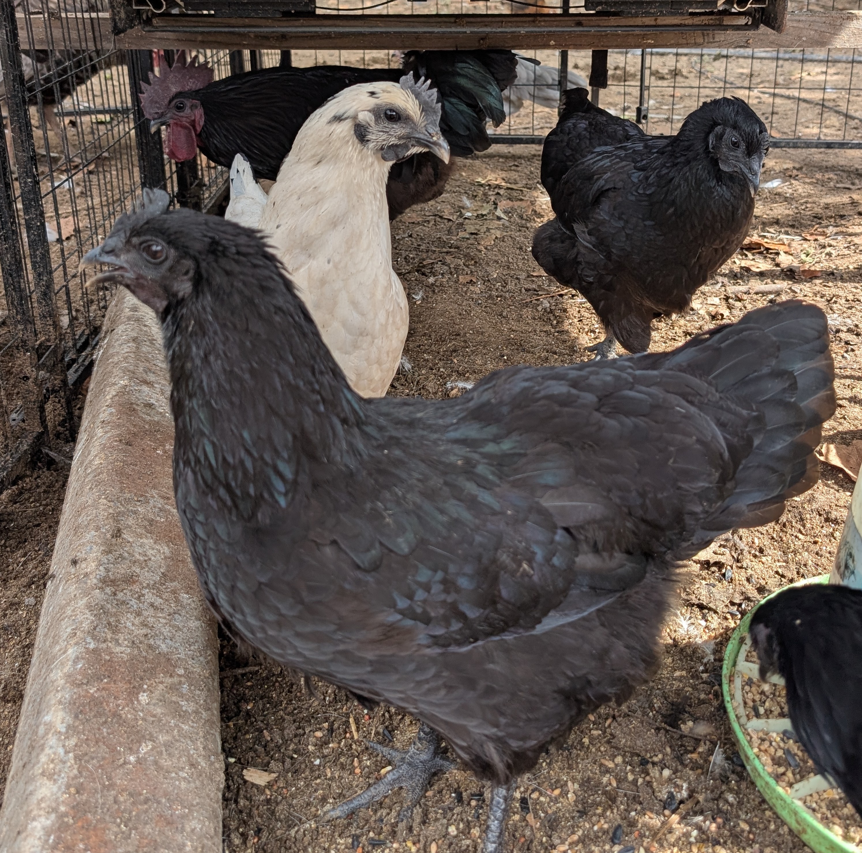 Ayam Cemani × American Bresse cross — dark blue-black hen with white and black flock mates in pen