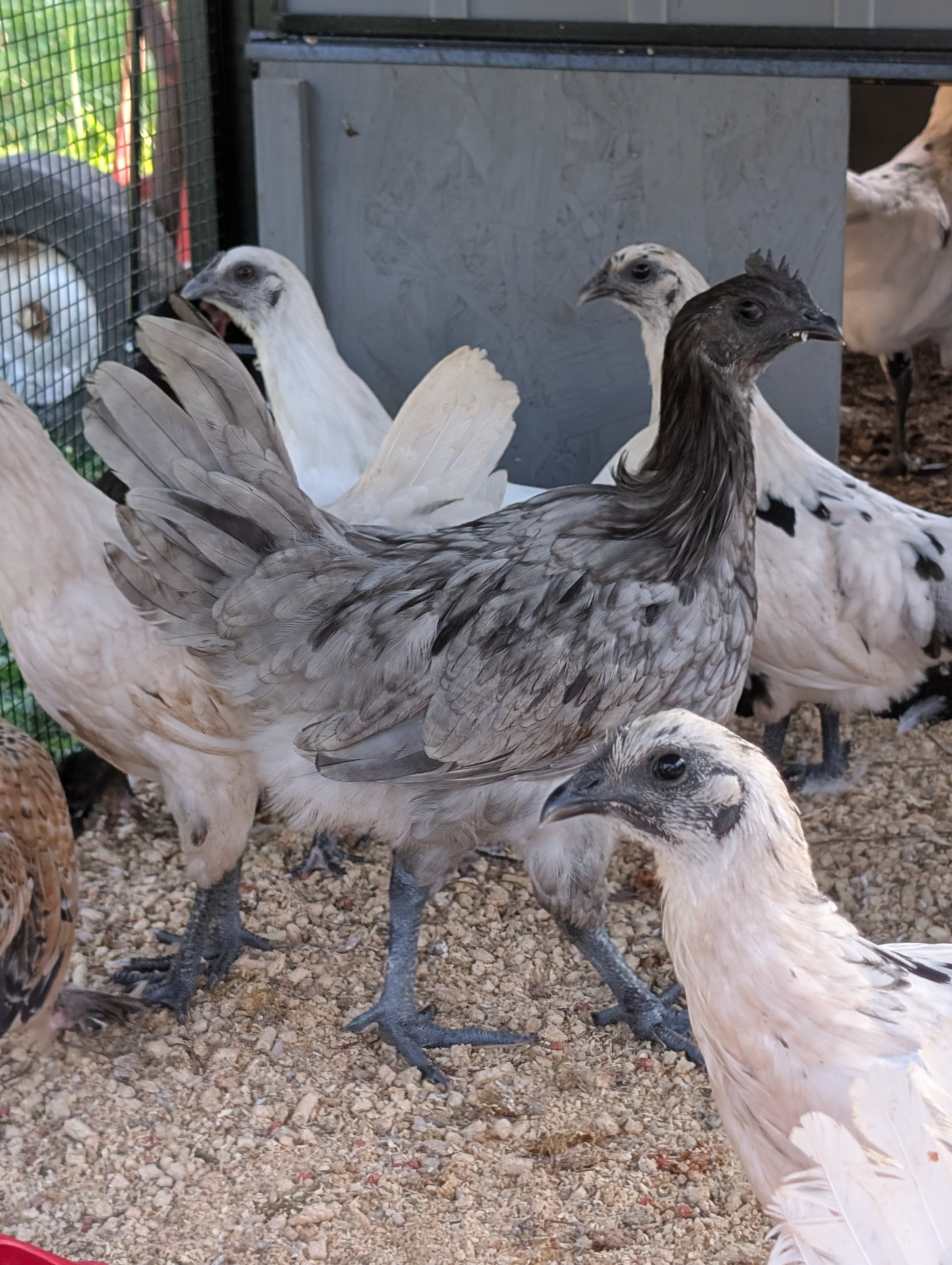 Zombie Project flock — grey and white speckled young birds