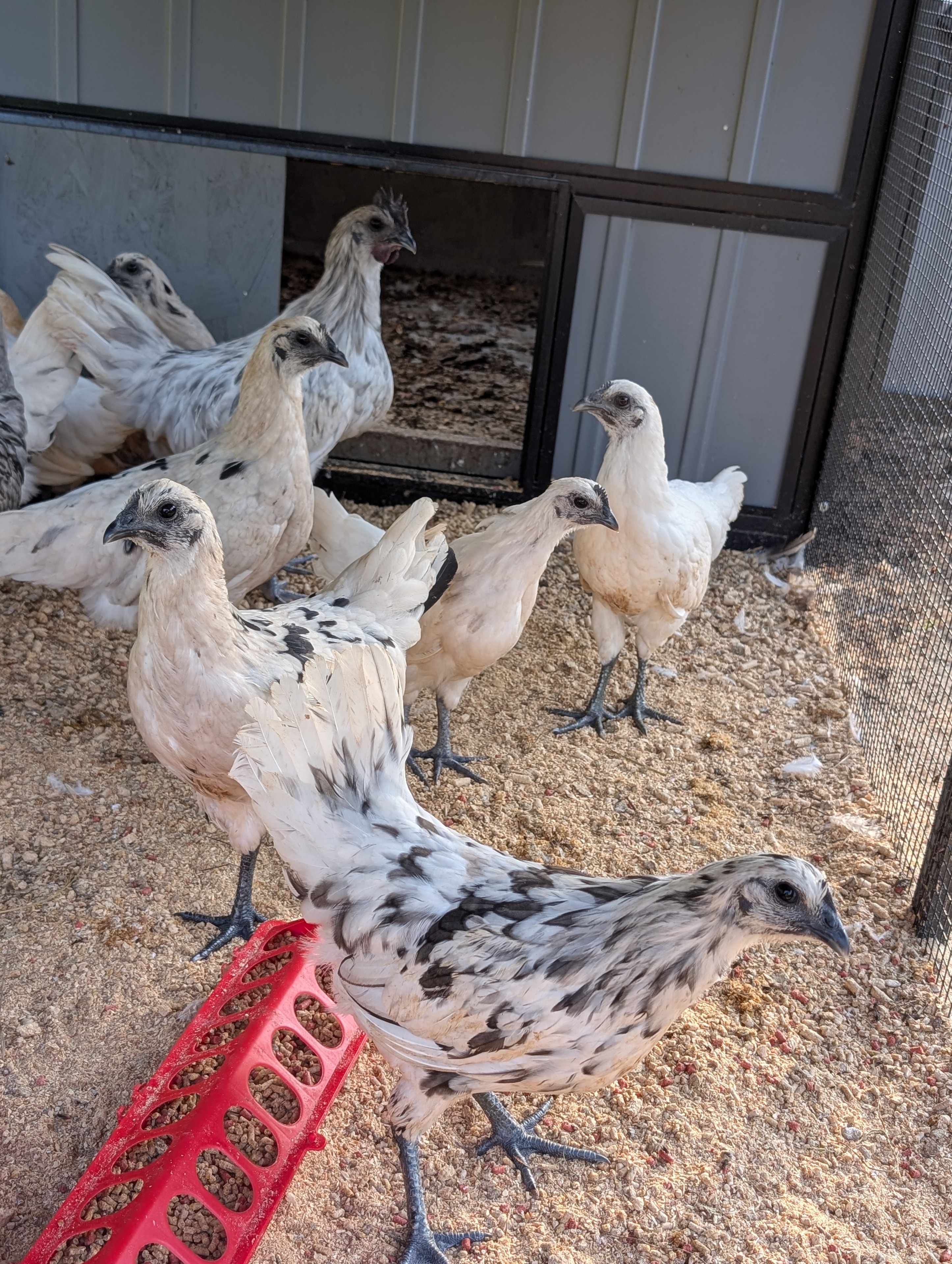 Ayam Cemani × White Leghorn cross — speckled white pullet with dark Cemani markings