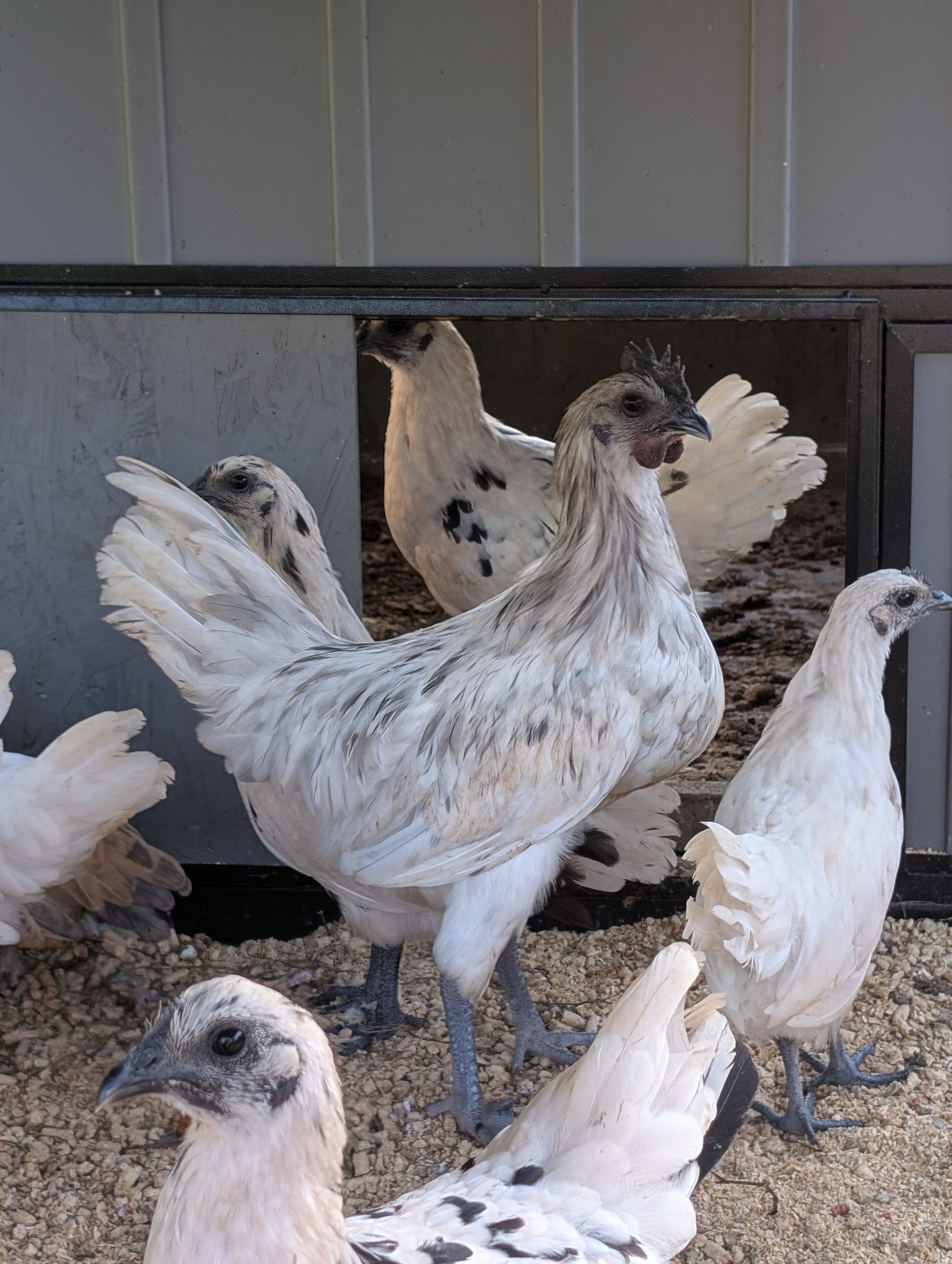 Ayam Cemani × White Leghorn cross — flock of speckled white Zombie birds at the coop