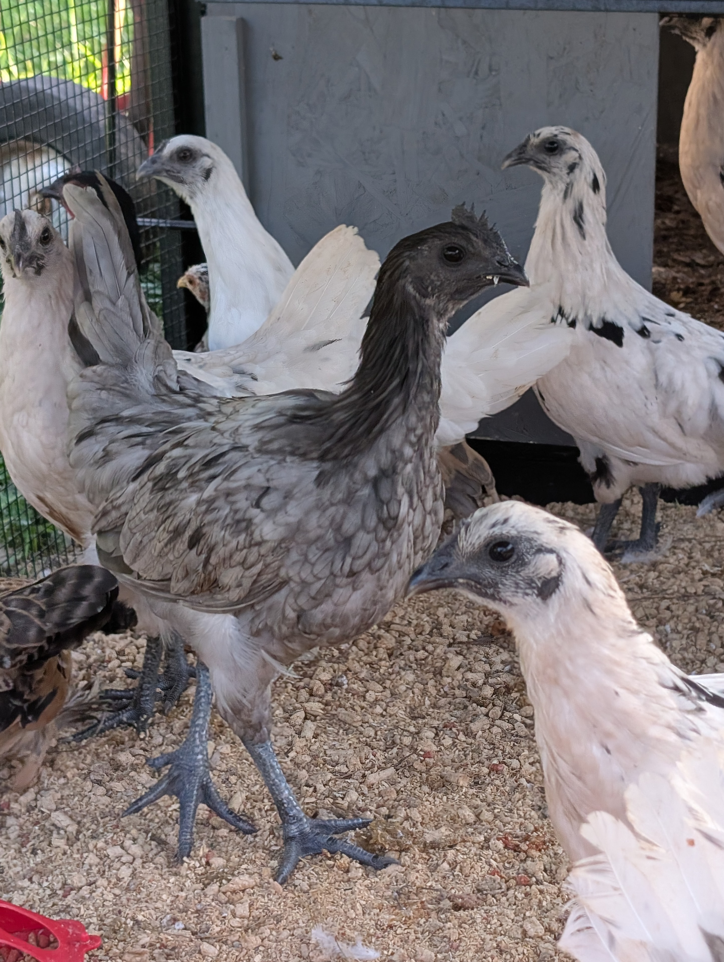 Ayam Cemani × White Leghorn cross — young speckled birds with dark Cemani legs in the brooder